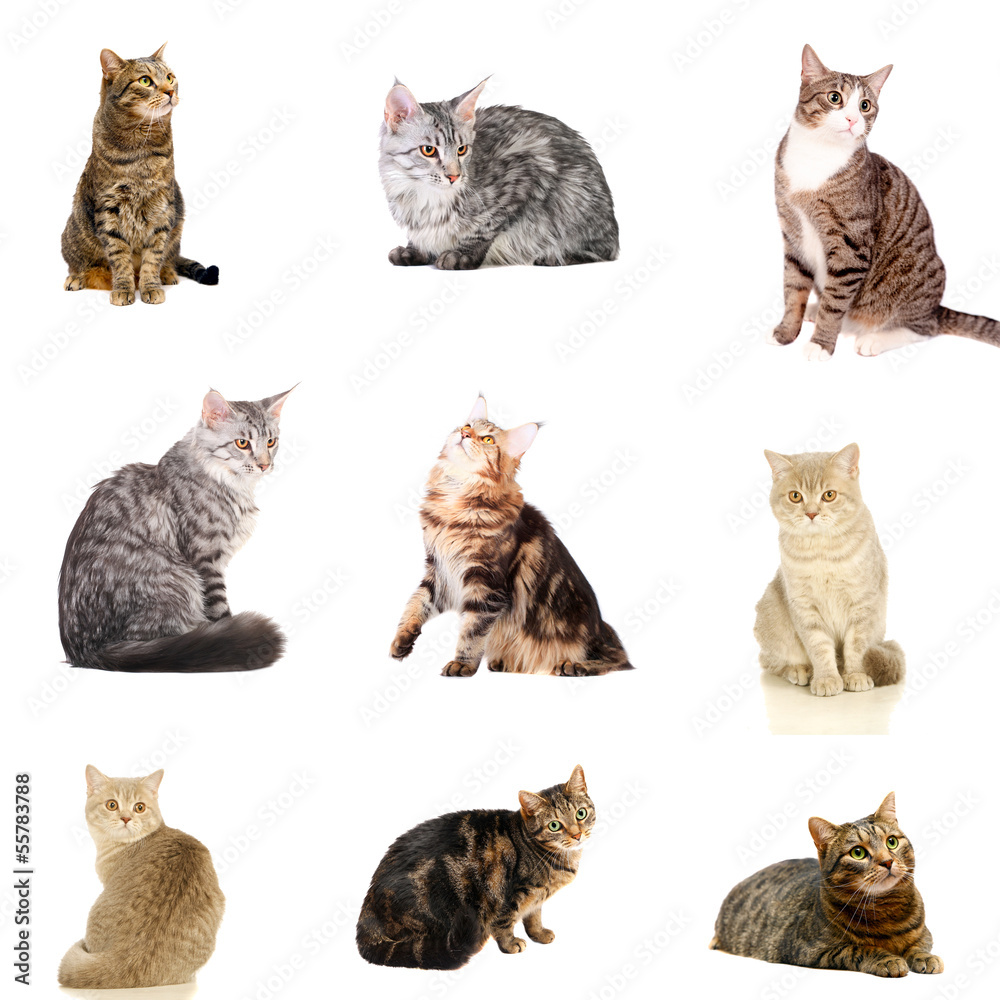 Cats, isolated on white