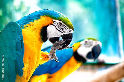 Macaw parrots in the wild with tropical jungle background
