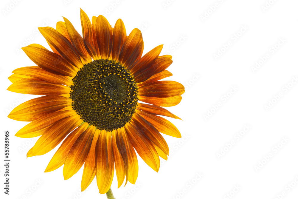 Obraz premium Sonnenblume