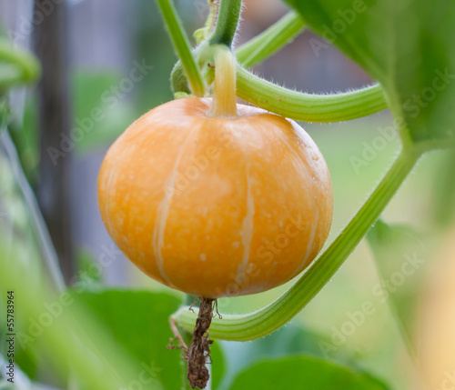Autumn gold pumpkin