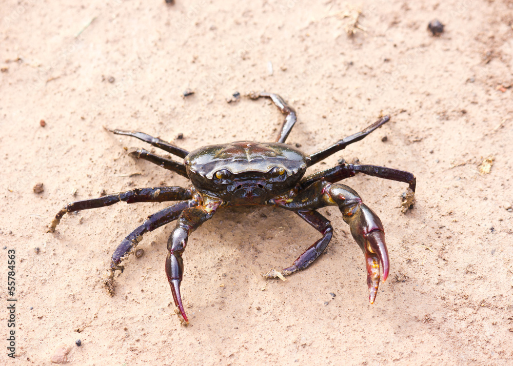 Crab 