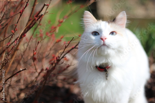 Chat blanc aux yeux bleus dans la nature en automne