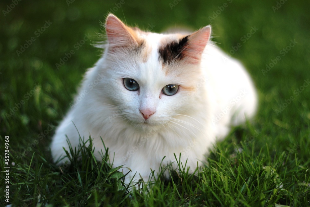 chaton blanc aux yeux bleus sur l'herbe