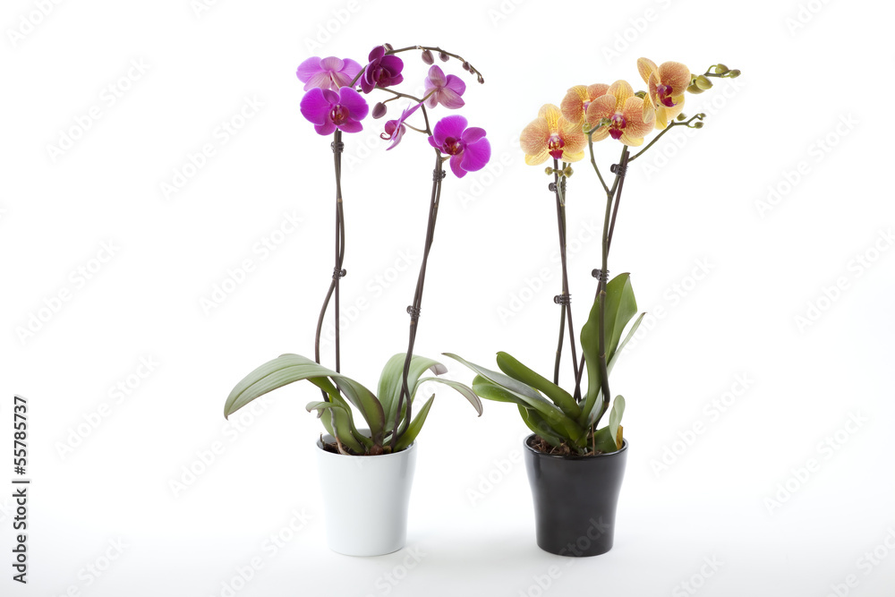 Phalaenopsis orchids in flower pot