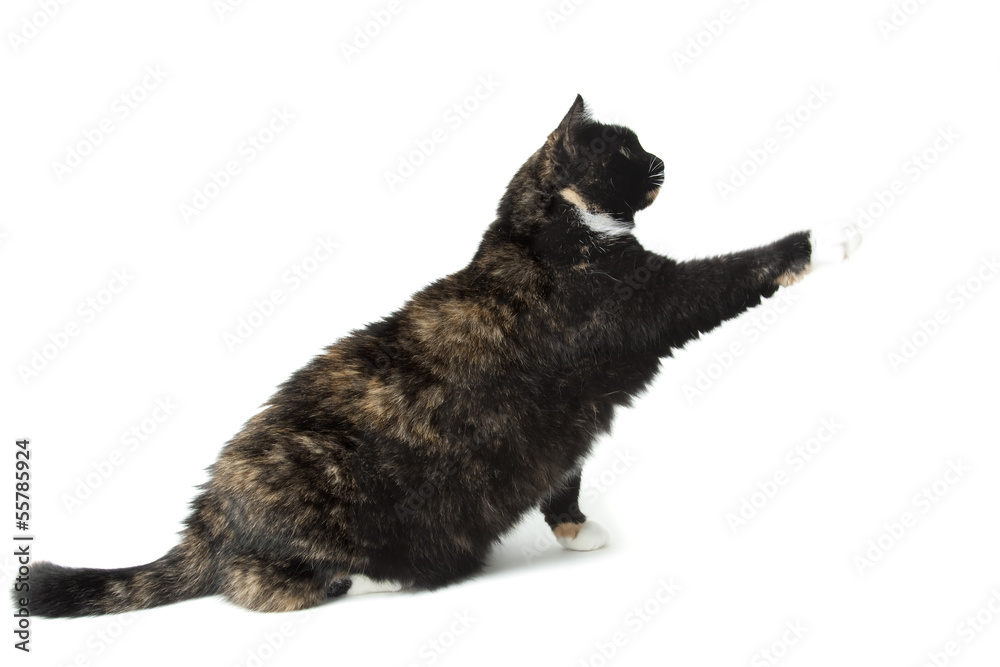 Fototapeta premium Cat on white background