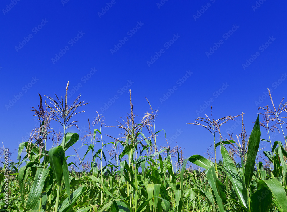 Obraz premium corn field