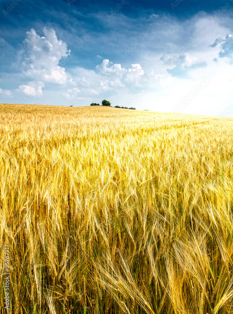 Naklejka premium agriculture