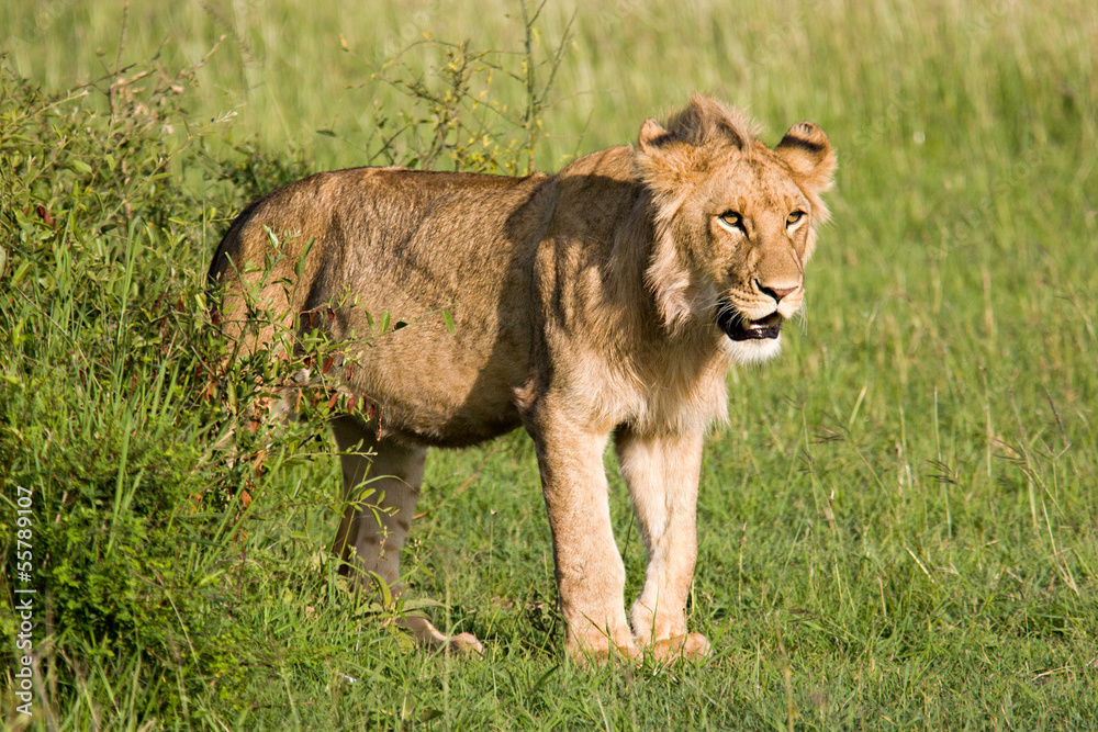 Fototapeta premium Young Lion in the Savannah