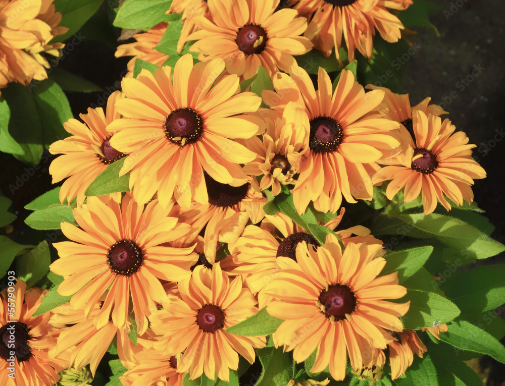 sunflower sunflower