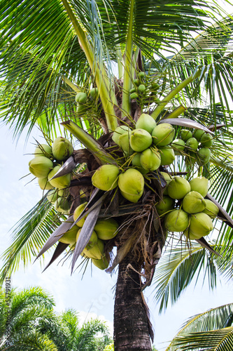 Green Coconut at Tree
