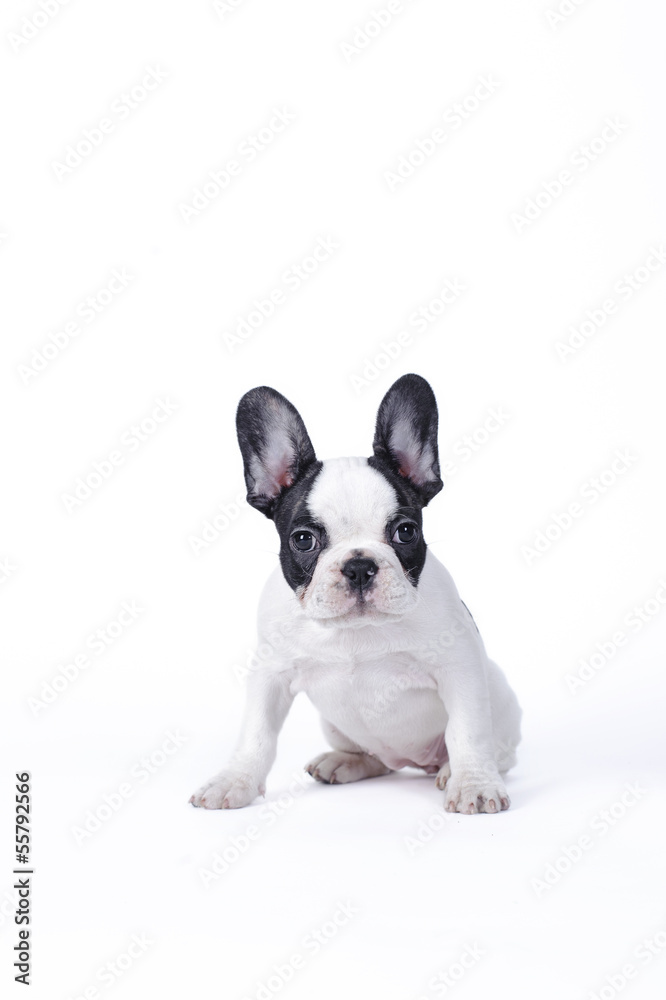 French Bulldog puppy