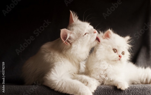 Two Persian cats, mother licking cub