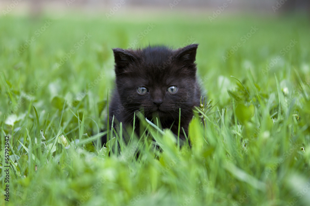 black little kitten in the grass black little kitten in the grass