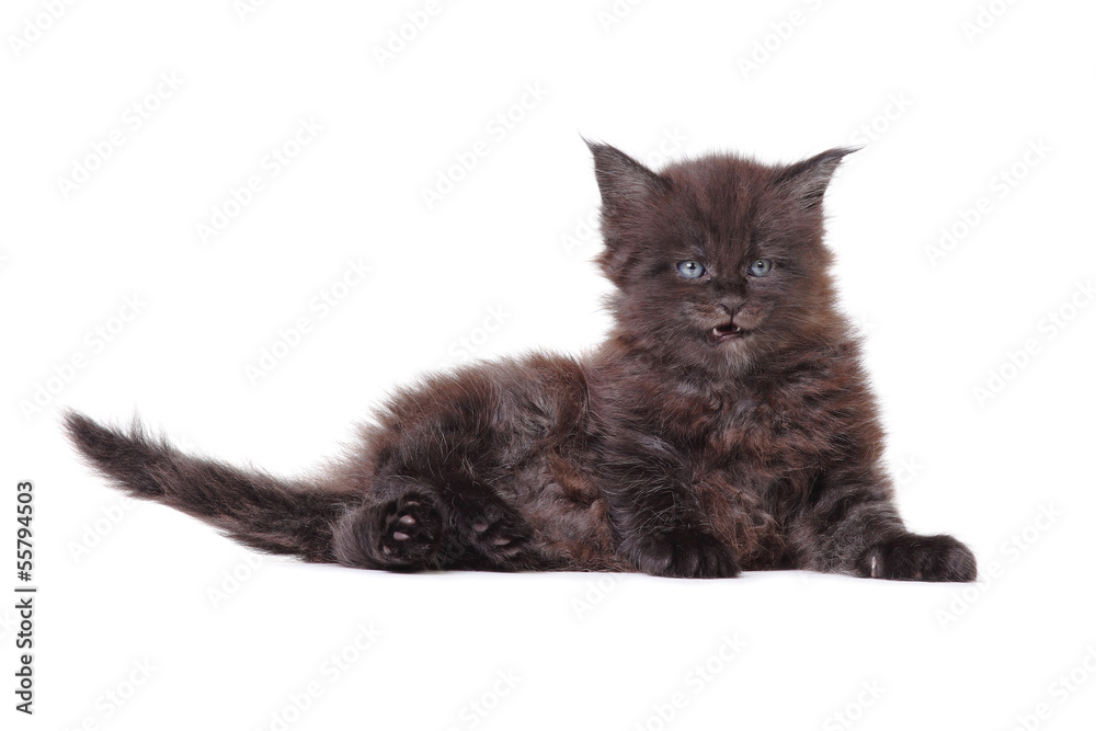 Cute Maine Coon kitten on white background