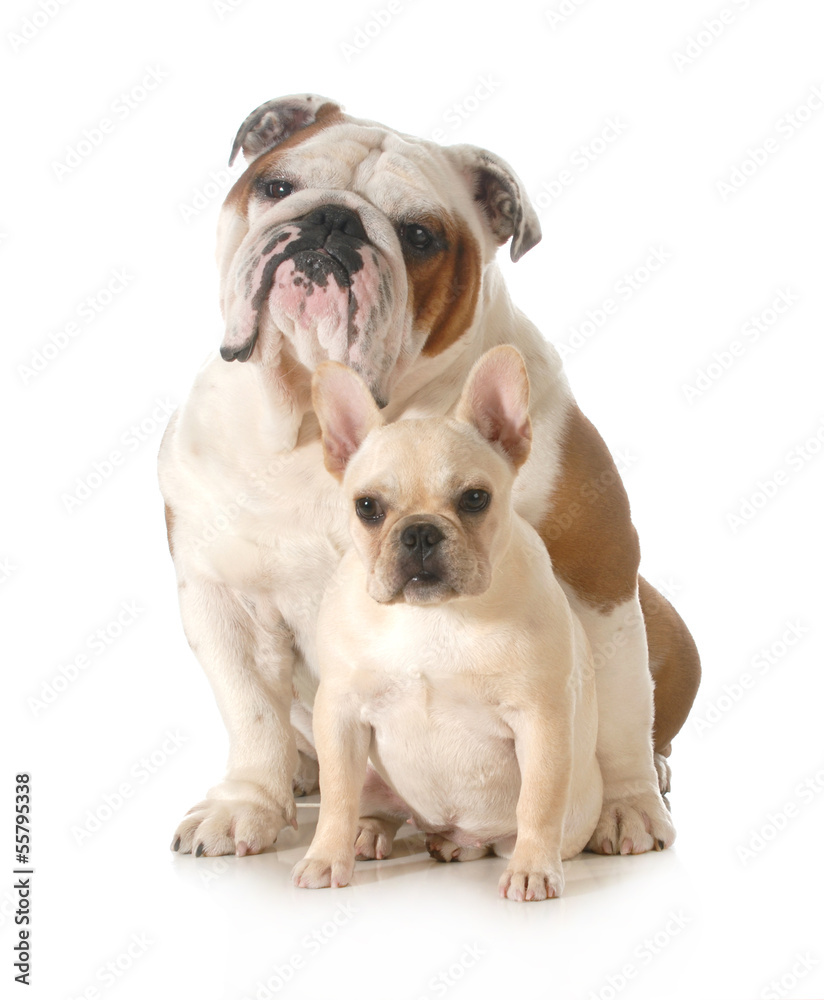 french and english bulldogs