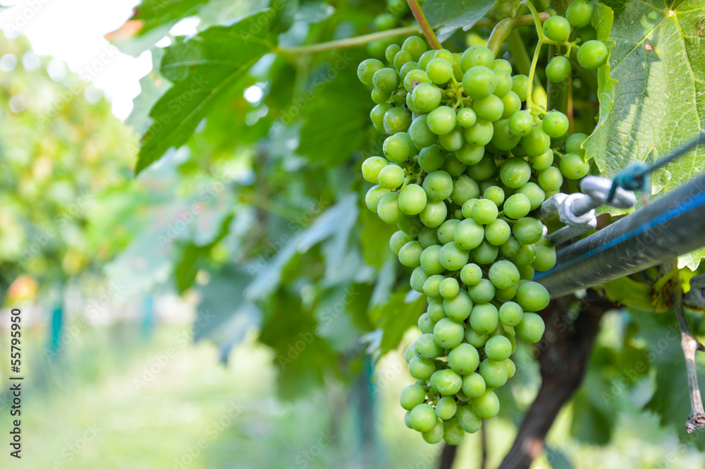 Grapes in sunny Montenegro