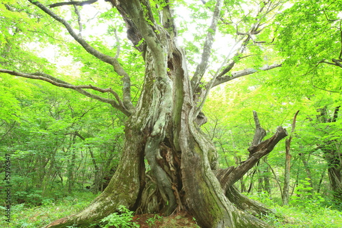 Fotografie, Obraz Primeval forest of Chestnut tree