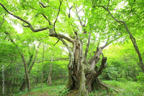 Primeval forest of Chestnut tree