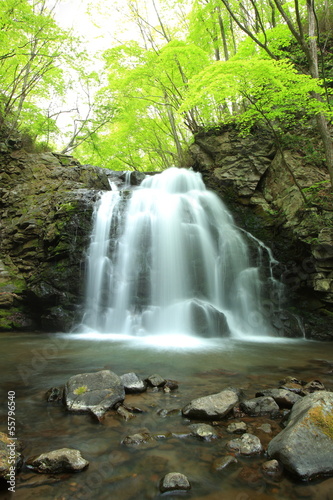 Fototapeta Naklejka Na Ścianę i Meble -  Waterfall of fresh green, Asamaootaki, Gunma, Japan