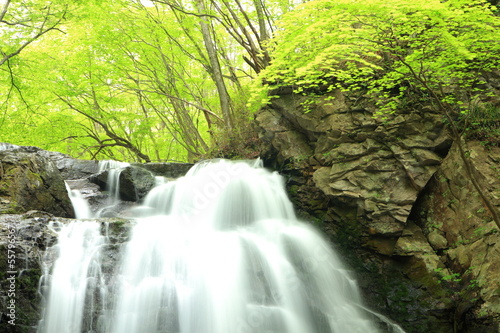 Waterfall of fresh green  Asamaootaki  Gunma  Japan