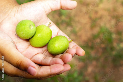 Hog Plum in the hand.