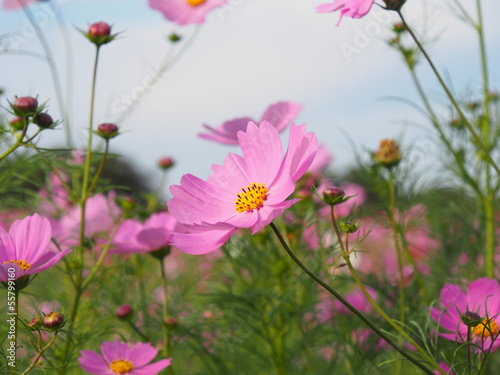 cosmos flowers