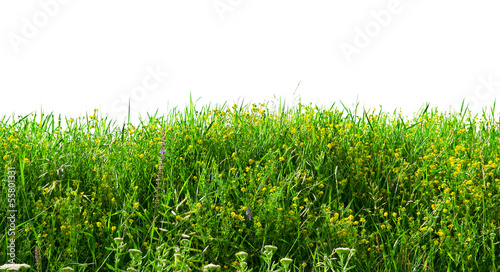 Annual herbs isolated on white background