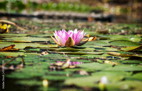 Pink water lily in the garden pond. photo