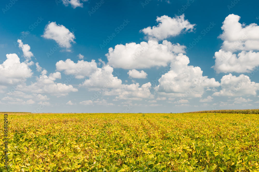 Field of Soybeans Field of Soybeans