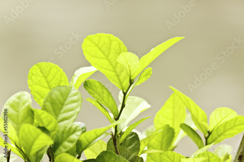 The Khoi leaf