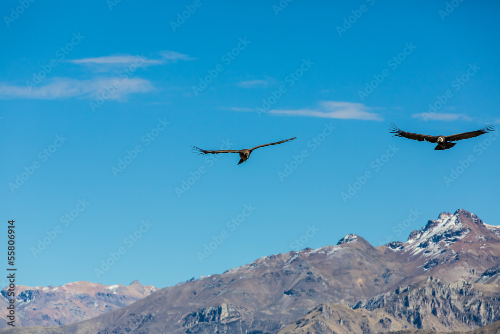 Flying condor over Colca canyon,Peru,South America. Flying condor over Colca canyon,Peru,South America.