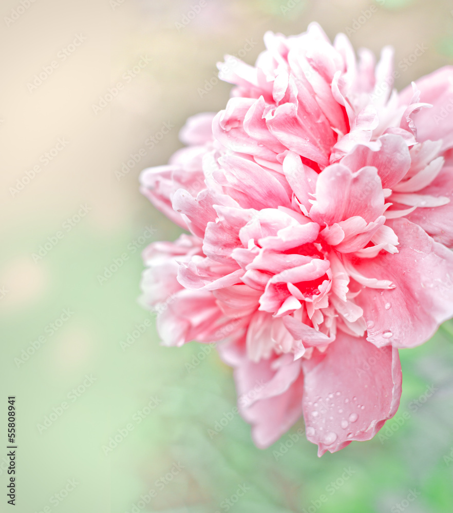 Fototapeta premium Beautiful peony flowers in sun blure