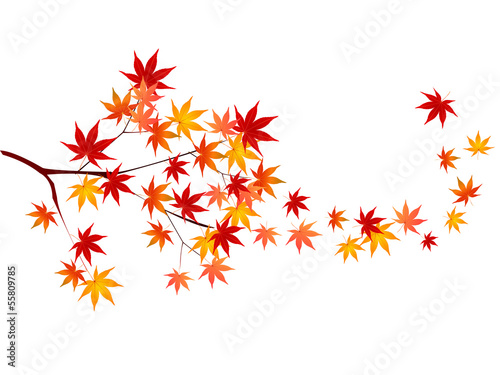 もみじ　紅葉　秋