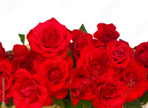 border of blooming scarlet roses