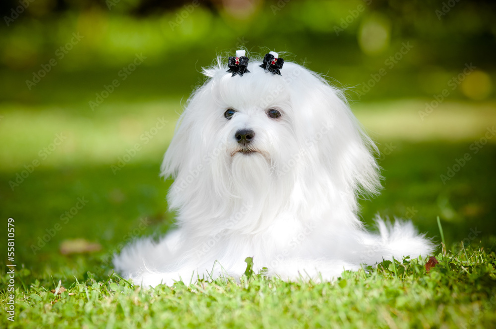 maltese dog portrait outdoors maltese dog portrait outdoors