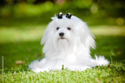 maltese dog portrait outdoors