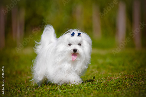 maltese dog running photo