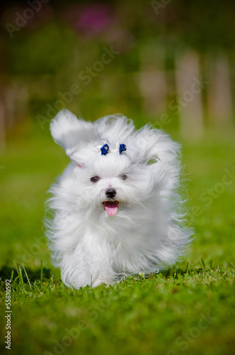 maltese dog running