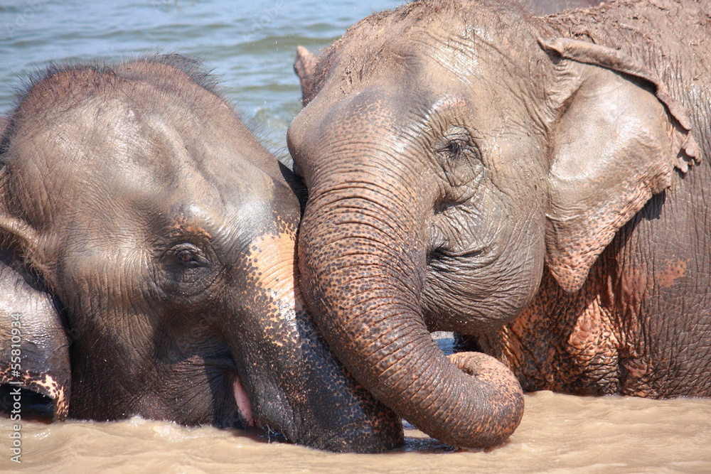 Fototapeta premium Elephant relationship