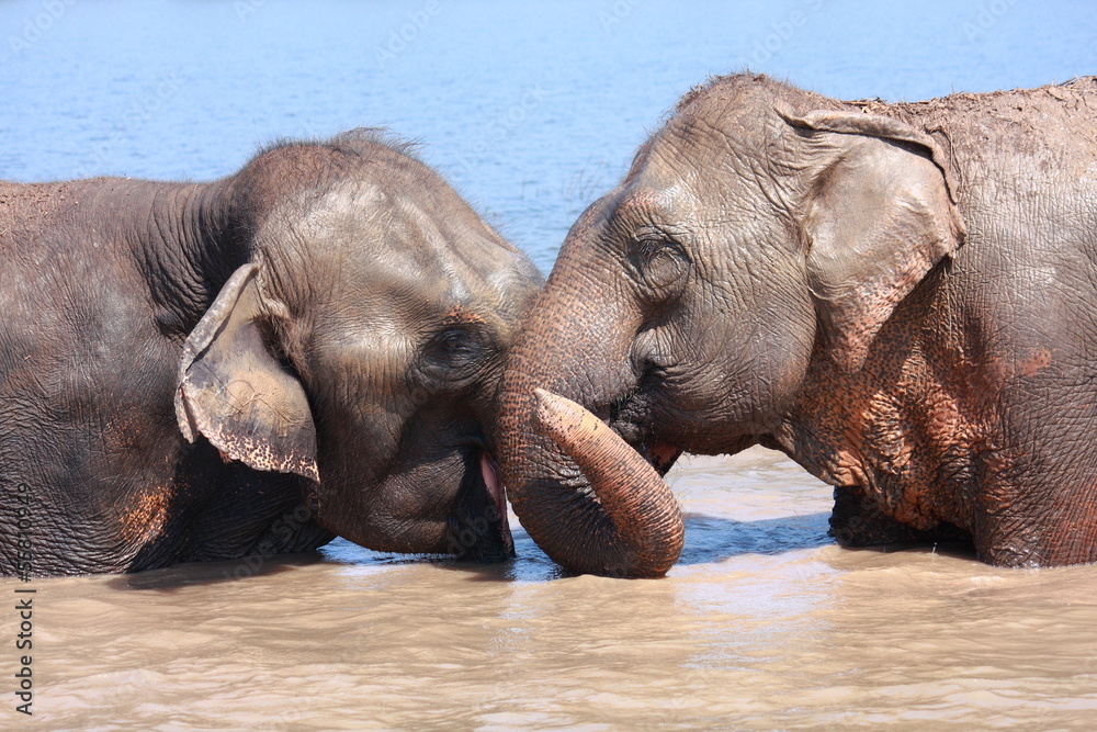 Elephant relationship