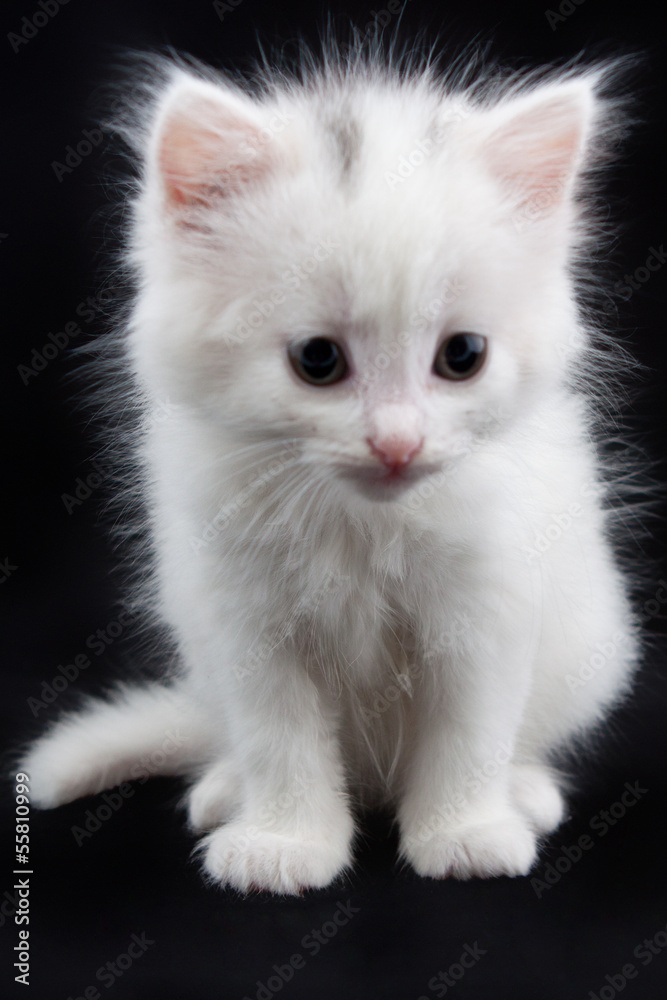 white kitten sitting on a black
