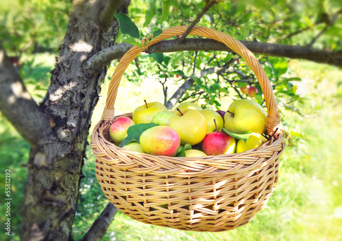 Healthy organic apples in the basket