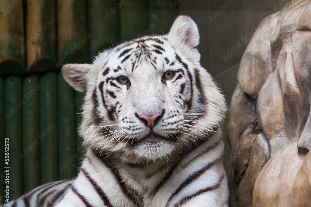 White tiger head White tiger head