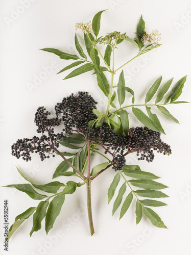 Sambucus ebulus / Yèble / Hièble photo