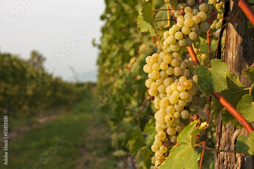 Vendemmia