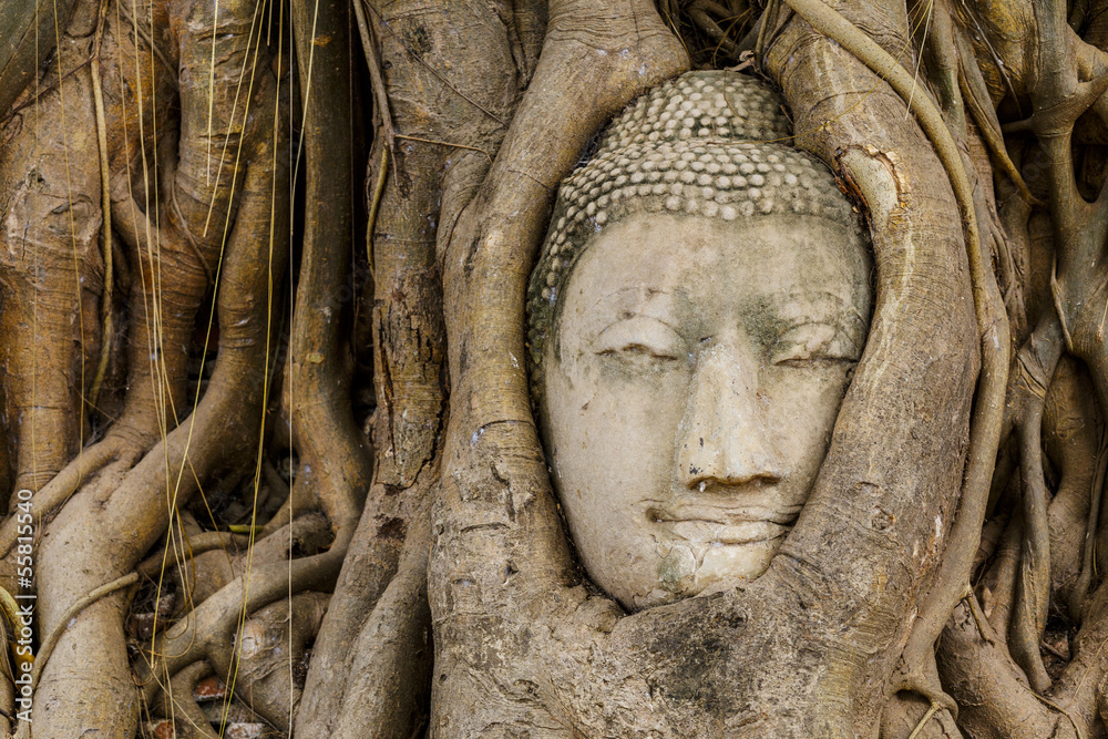 Buddha head in old tree close up