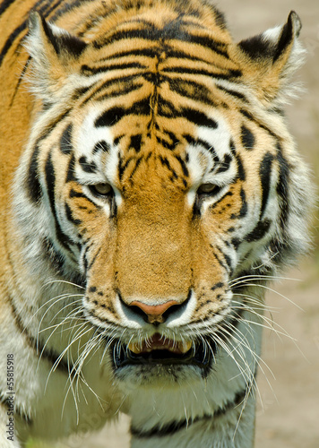 Tiger © Teteline