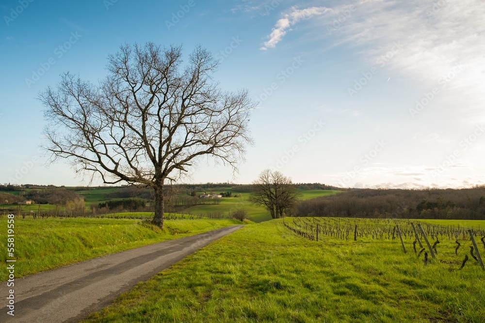 Fototapeta premium Road in a field by the old tree and vineyard