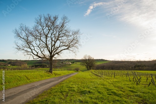 Road in a field by the old tree and vineyard