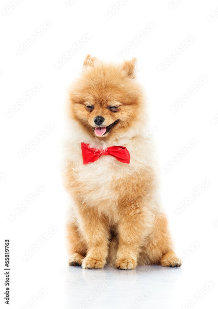 Little funny spitz with bow tie Little funny spitz with bow tie